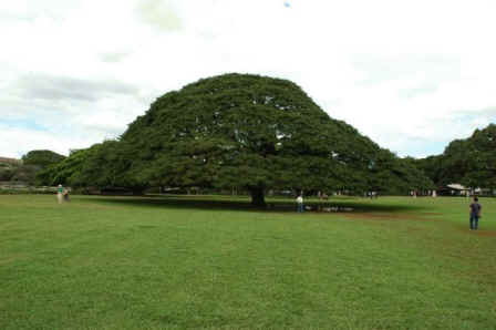 �������߃|�C���g�@���A���i�K�[�f���̃����L�[�|�b�h