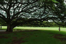 �������߃|�C���g�@���A���i�K�[�f���̃����L�[�|�b�h